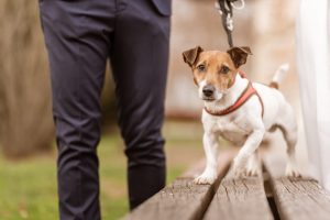 Chocolate Weddings - Fotograf za vjenčanja 10